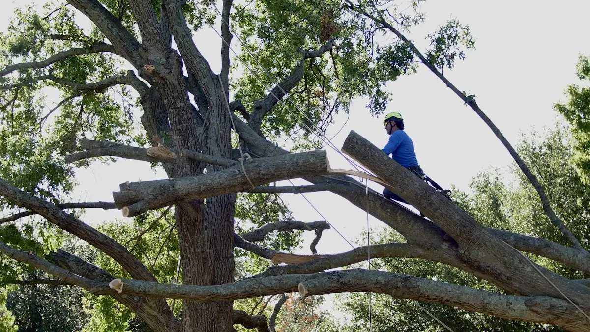 Professional Crown Thinning performed by certified arborists in Etna